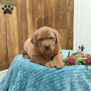 Daisy, Fox Red Labrador Retriever Puppy